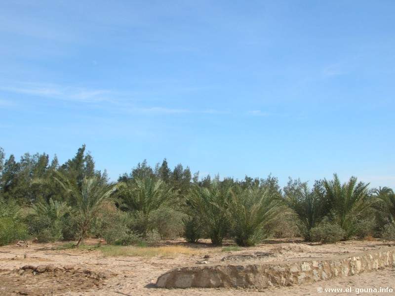 Oliven- und Palmenfarm 007